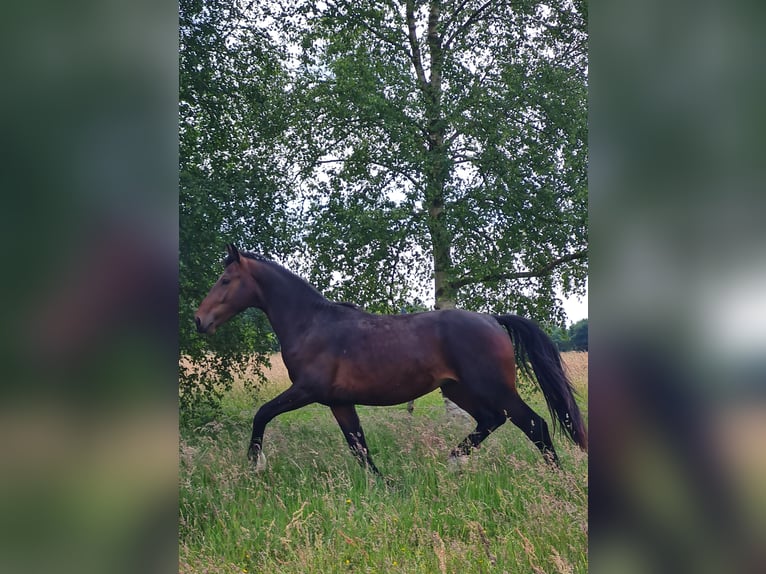 Frison oriental Étalon 2 Ans 160 cm Bai in Moormerland