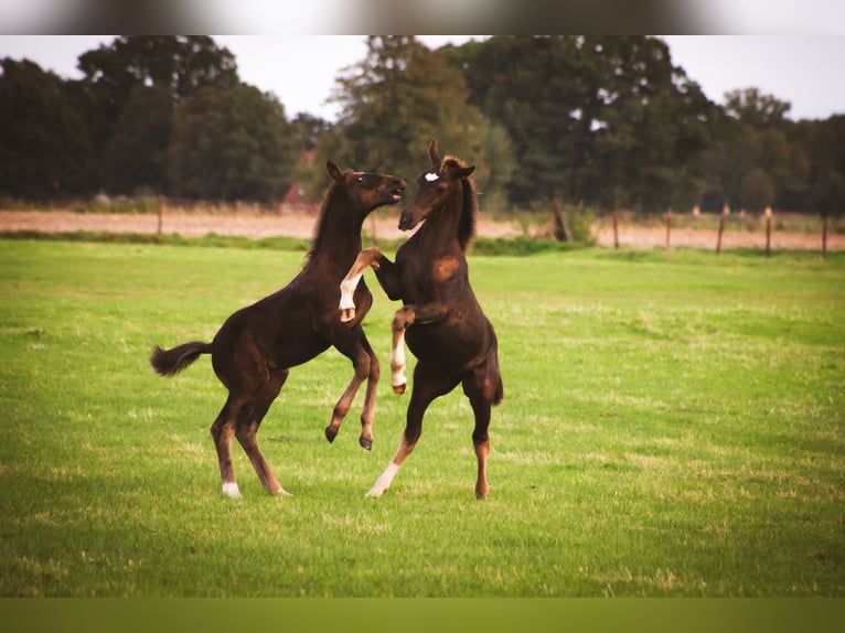 Frison oriental Étalon 2 Ans 165 cm Noir in Dötlingen