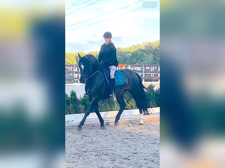 Frison oriental Étalon Noir in Mahlow