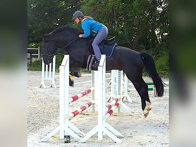 Frison oriental Étalon Noir in Mahlow