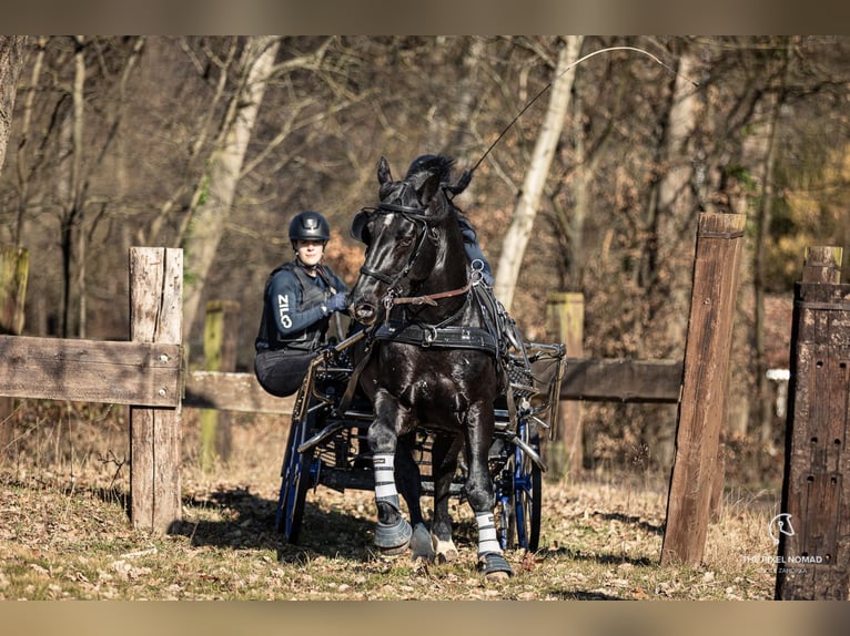 Frison oriental Étalon Noir in Mahlow