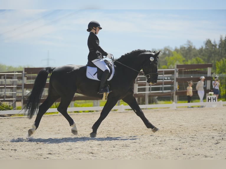 Frison oriental Étalon Noir in Mahlow