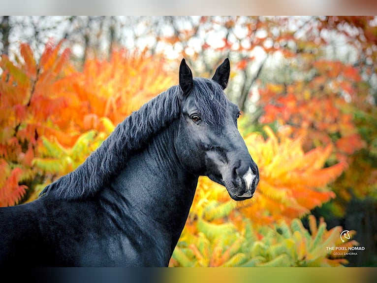 Frison oriental Étalon Noir in Mahlow