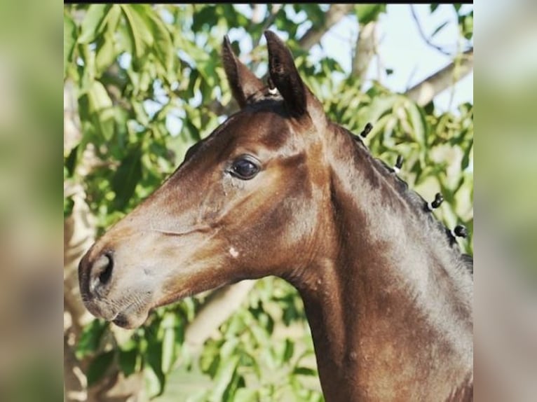 Frison oriental Étalon Poulain (03/2024) Bai brun in Alquerias Del Niño Perdido