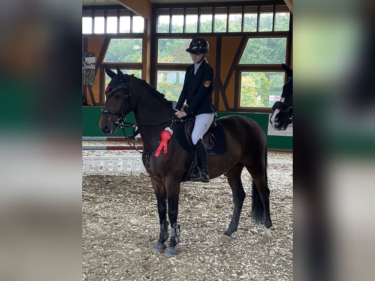 Frison oriental Hongre 15 Ans 169 cm Bai in Saffig