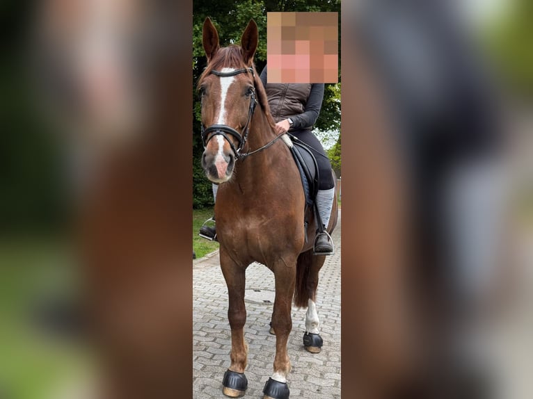 Frison oriental Hongre 15 Ans 176 cm Alezan in Cuxhaven