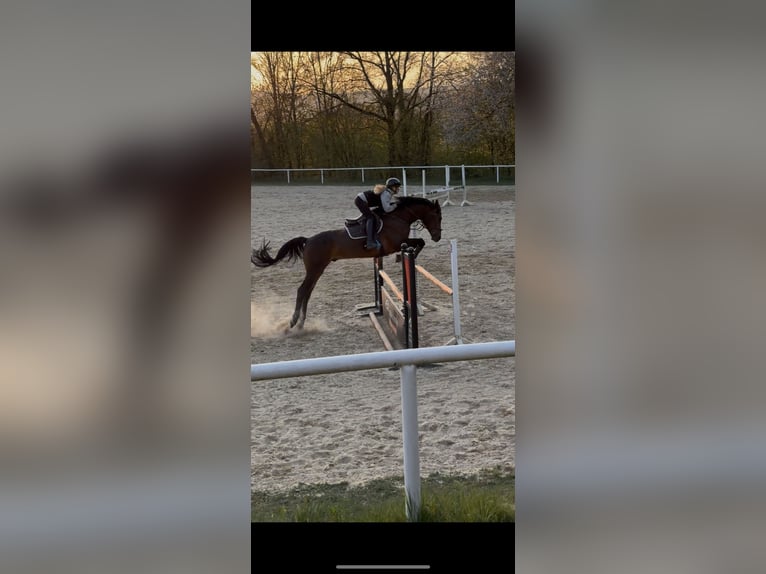 Frison oriental Hongre 15 Ans 176 cm Bai in Trier