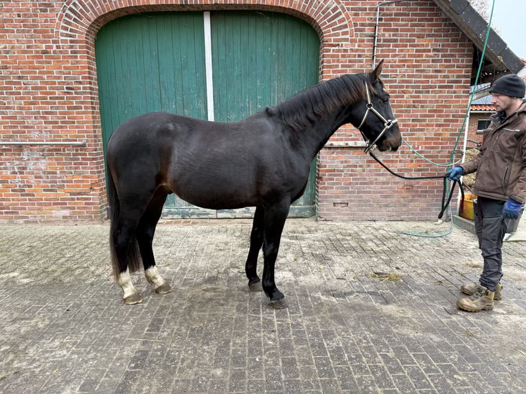 Frison oriental Hongre 2 Ans 165 cm Bai brun in Dötlingen