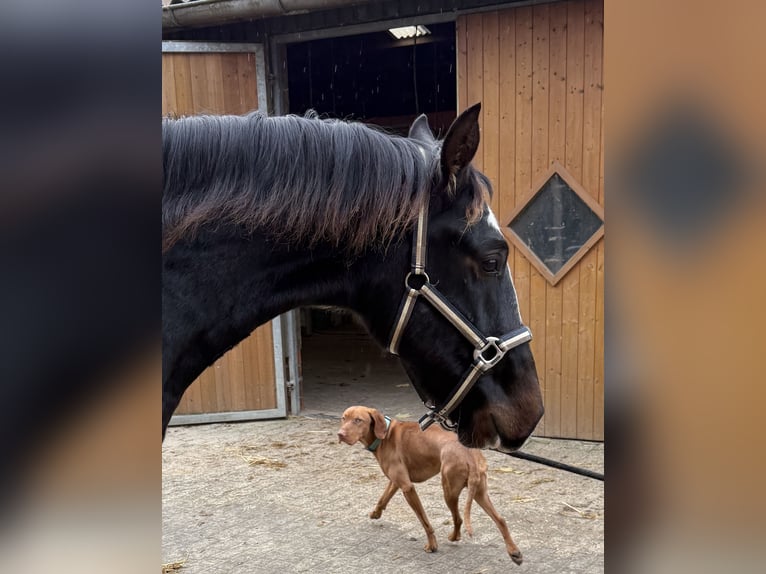 Frison oriental Hongre 2 Ans 165 cm Bai brun in Dötlingen