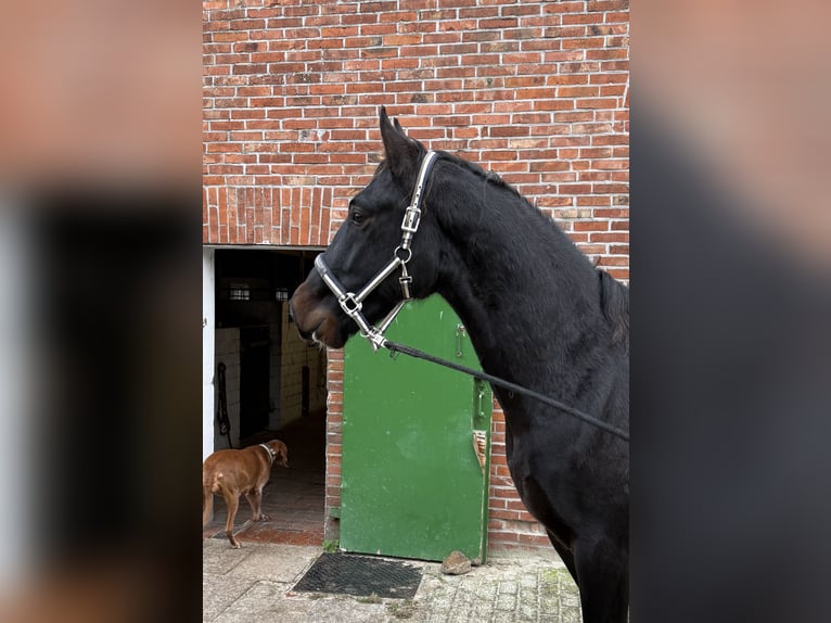Frison oriental Hongre 2 Ans 165 cm Bai brun in Dötlingen