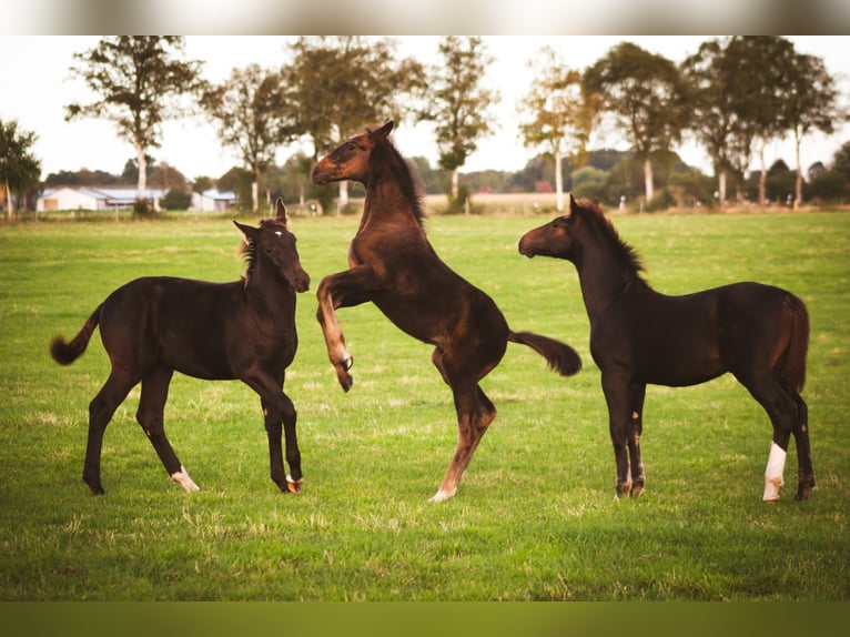 Frison oriental Hongre 2 Ans 165 cm Noir in Dötlingen