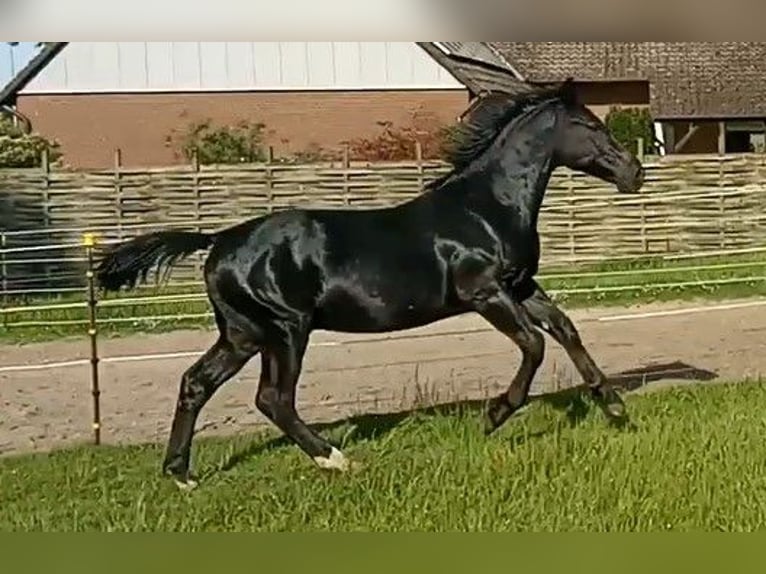 Frison oriental Hongre 2 Ans 172 cm Noir in St&#xF6;ckse
