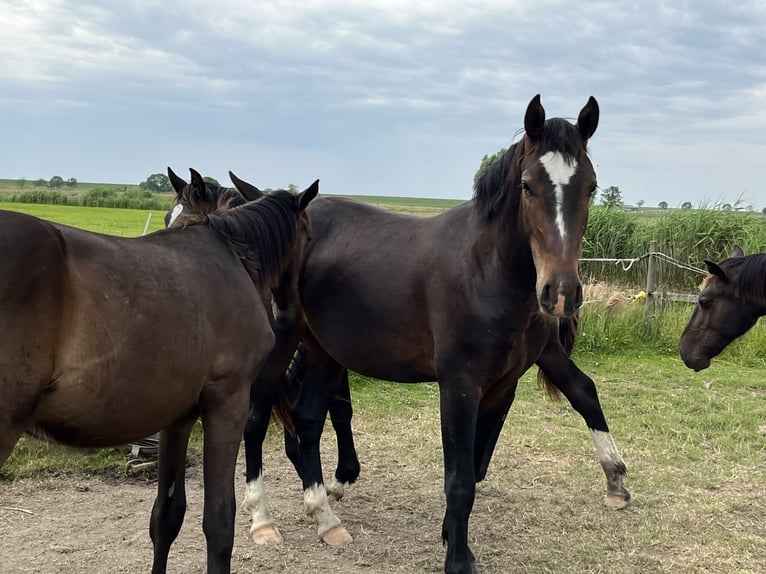 Frison oriental Hongre 3 Ans 165 cm Bai brun in Dötlingen