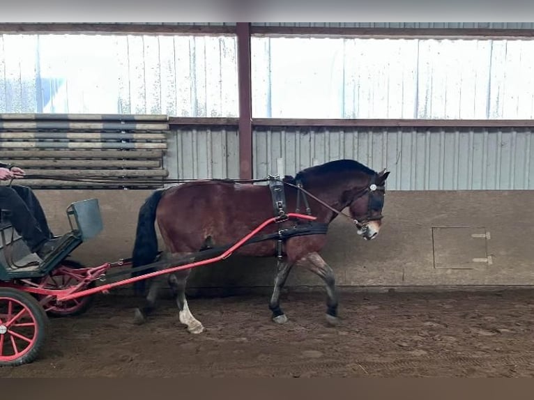 Frison oriental Croisé Hongre 4 Ans 156 cm Bai in Wallenhorst