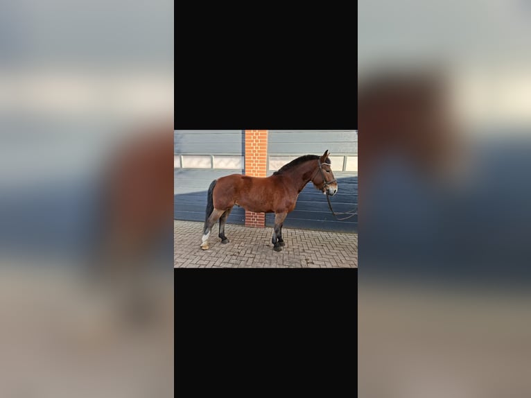 Frison oriental Croisé Hongre 4 Ans 156 cm Bai in Wallenhorst