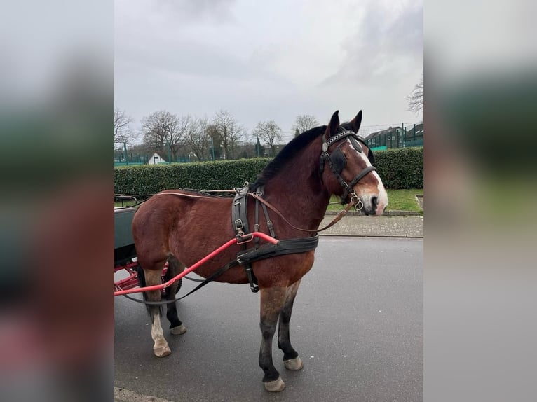 Frison oriental Croisé Hongre 4 Ans 156 cm Bai in Wallenhorst