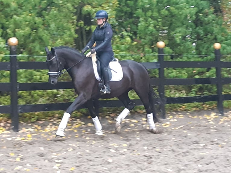 Frison oriental Hongre 4 Ans 166 cm Noir in Schöppingen