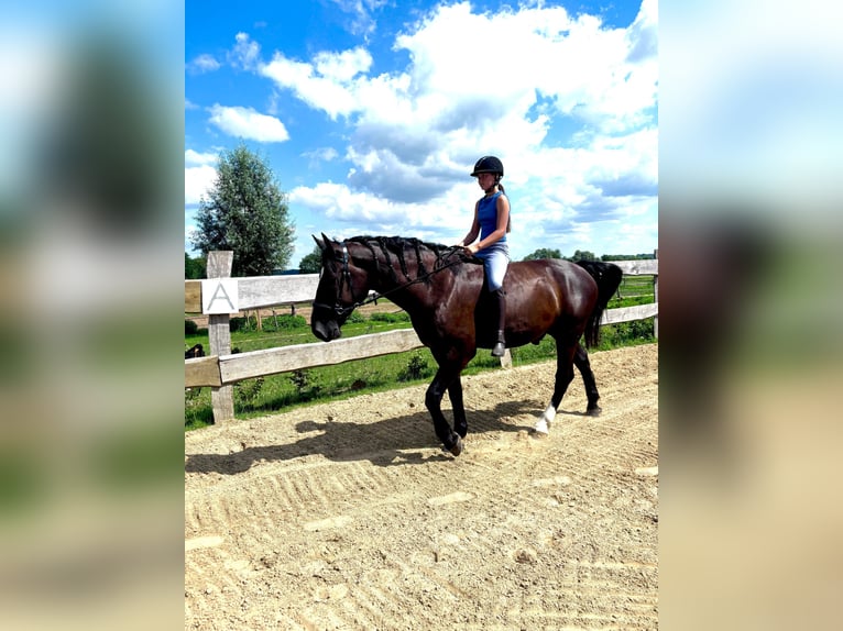 Frison oriental Hongre 4 Ans 170 cm Noir in Banzkow