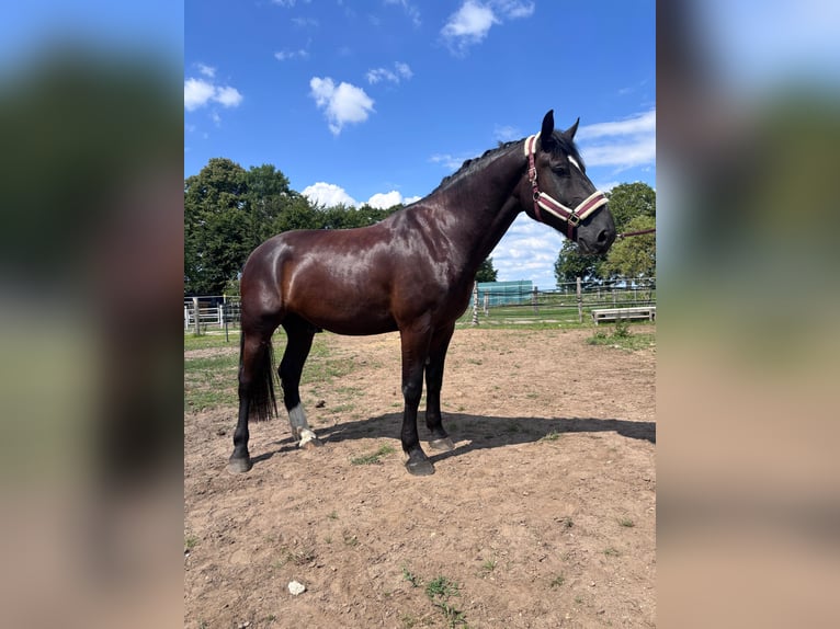 Frison oriental Hongre 4 Ans 170 cm Noir in Banzkow