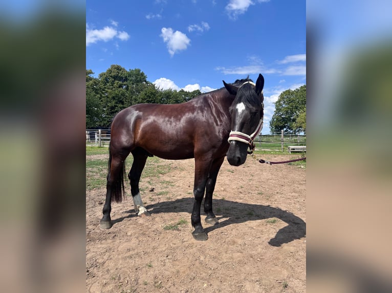 Frison oriental Hongre 4 Ans 170 cm Noir in Banzkow