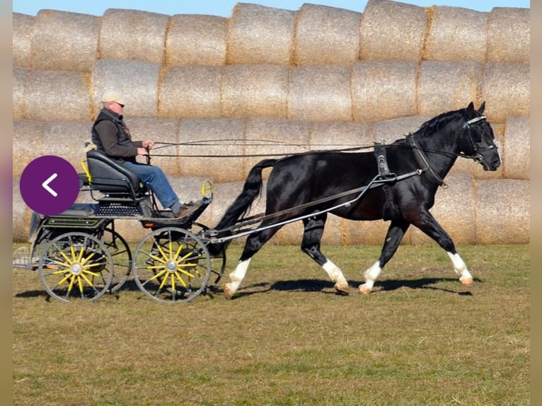 Frison oriental Hongre 4 Ans 170 cm Noir in Banzkow