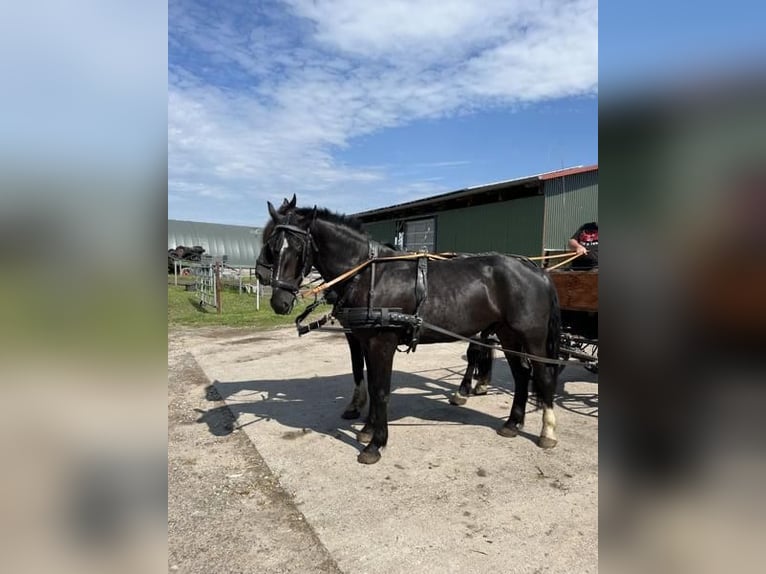 Frison oriental Hongre 4 Ans 170 cm Noir in Banzkow