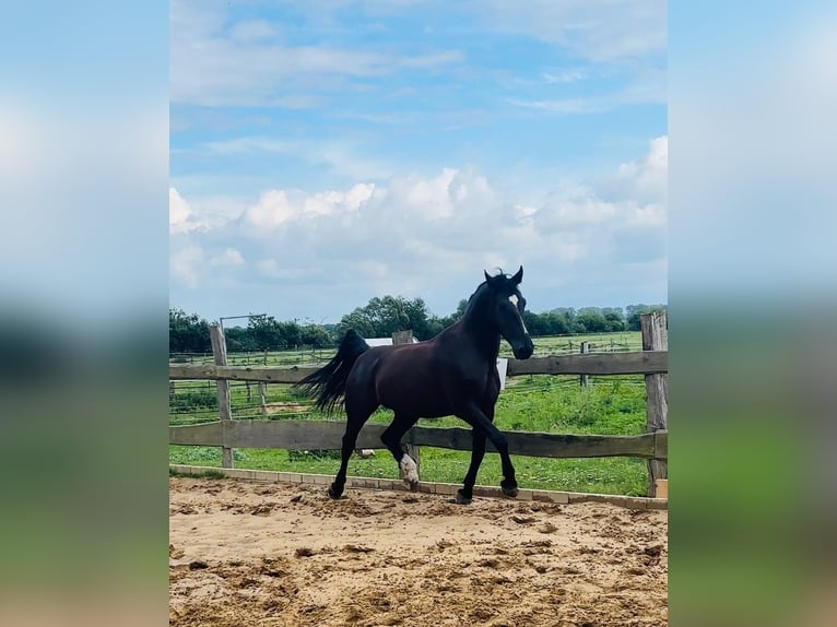 Frison oriental Hongre 4 Ans 170 cm Noir in Banzkow