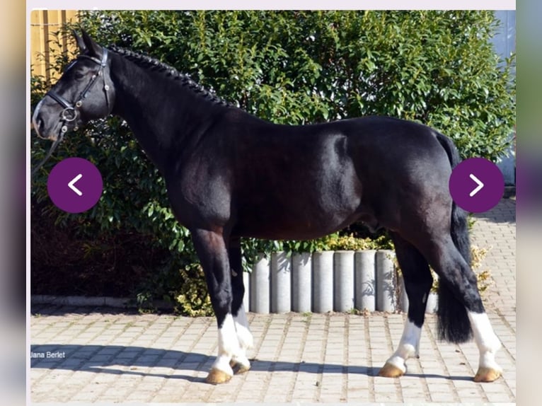 Frison oriental Hongre 4 Ans 170 cm Noir in Banzkow