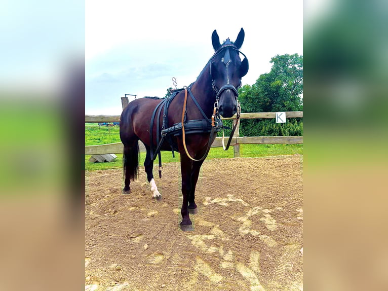 Frison oriental Hongre 4 Ans 170 cm Noir in Banzkow