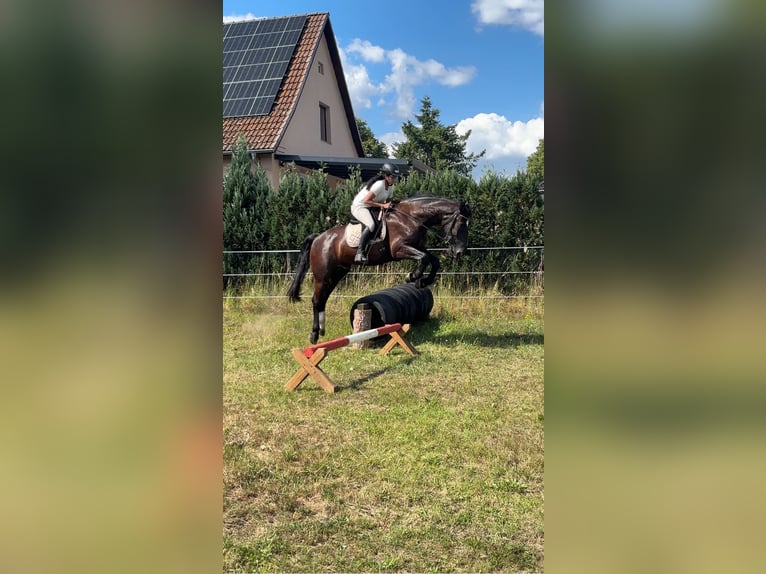 Frison oriental Hongre 4 Ans 170 cm Noir in Banzkow