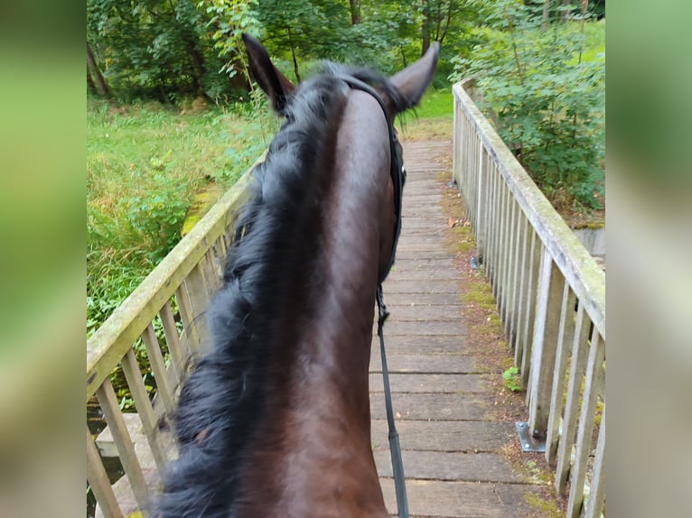 Frison oriental Hongre 4 Ans 170 cm Noir in Banzkow