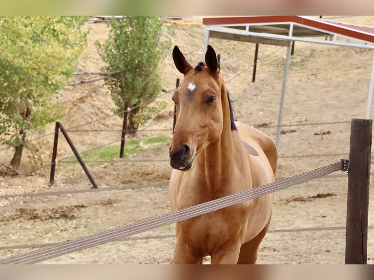 Frison oriental Hongre 4 Ans 175 cm Bai in El Molar