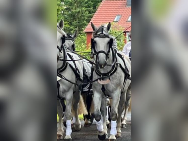 Frison oriental Hongre 9 Ans 169 cm Gris in Willingen (Upland)