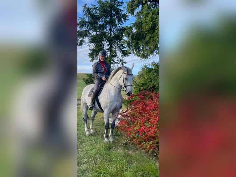 Frison oriental Hongre 9 Ans 169 cm Gris in Willingen (Upland)