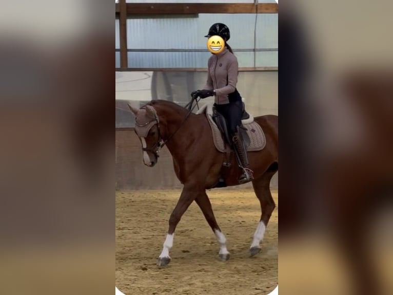 Frison oriental Jument 10 Ans 160 cm Alezan in Hatten