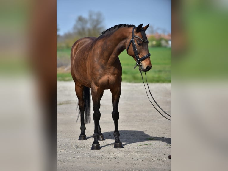 Frison oriental Jument 10 Ans 163 cm Bai in Kecskemét