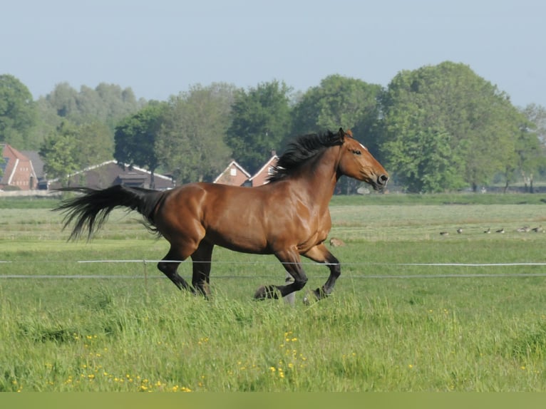 Frison oriental Jument 10 Ans 173 cm Bai in Ostrhauderfehn