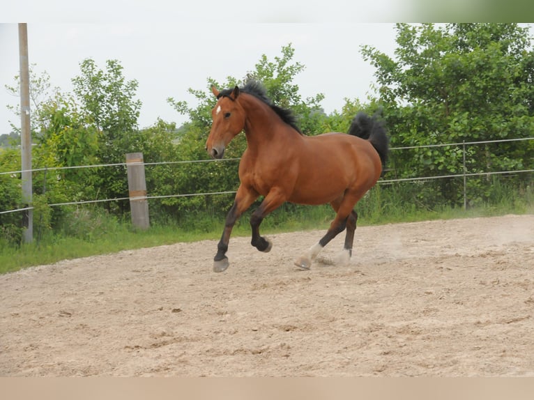 Frison oriental Jument 10 Ans 173 cm Bai in Ostrhauderfehn