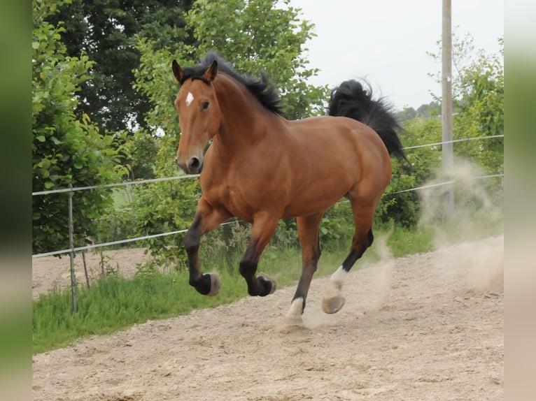 Frison oriental Jument 10 Ans 173 cm Bai in Ostrhauderfehn