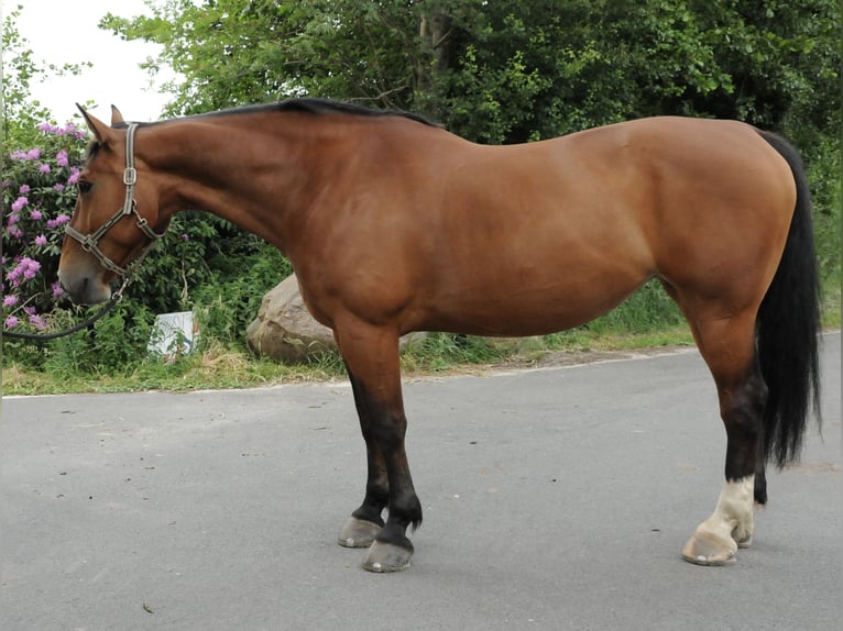Frison oriental Jument 10 Ans 173 cm Bai in Ostrhauderfehn