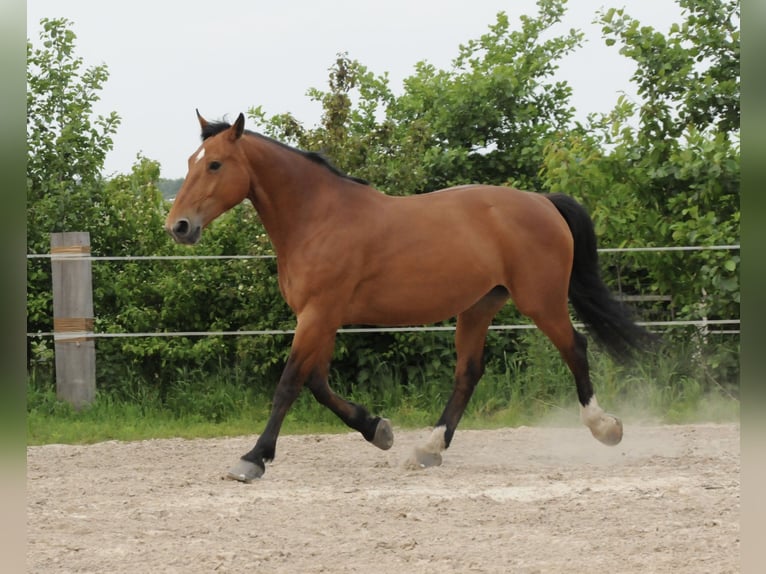 Frison oriental Jument 10 Ans 173 cm Bai in Ostrhauderfehn