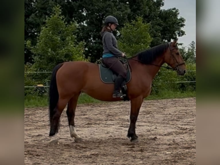 Frison oriental Jument 10 Ans 173 cm Bai in Ostrhauderfehn