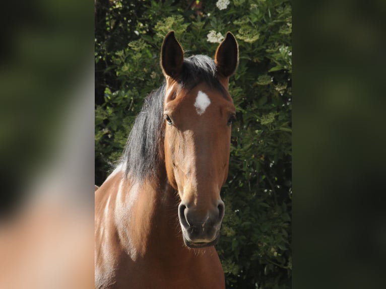 Frison oriental Jument 10 Ans 173 cm Bai in Ostrhauderfehn