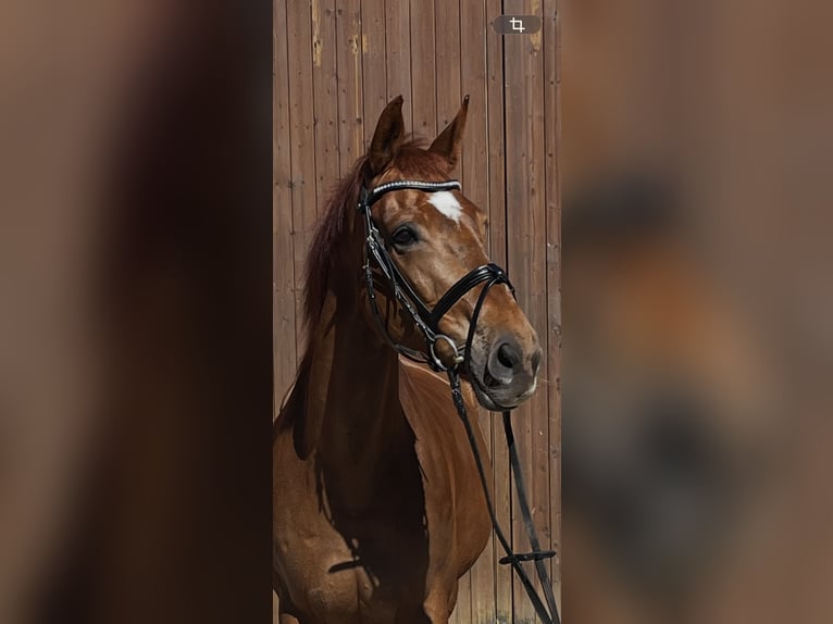 Frison oriental Jument 16 Ans 174 cm Alezan brûlé in Vreden