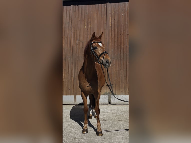 Frison oriental Jument 16 Ans 174 cm Alezan brûlé in Vreden