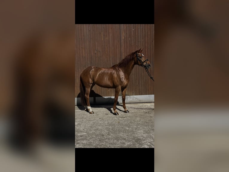 Frison oriental Jument 16 Ans 174 cm Alezan brûlé in Vreden