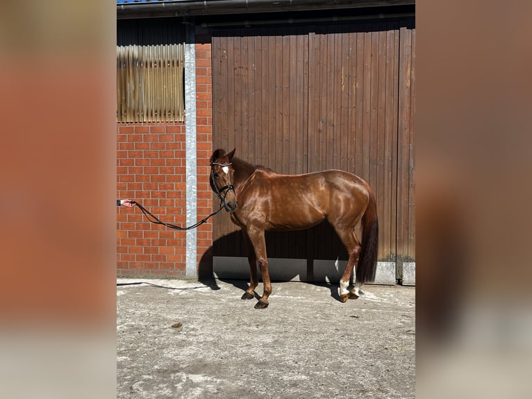 Frison oriental Jument 16 Ans 174 cm Alezan brûlé in Vreden