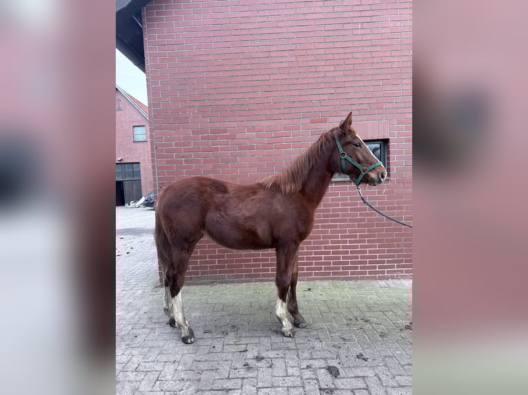 Frison oriental Jument 1 Année 165 cm Alezan in Bad Laer