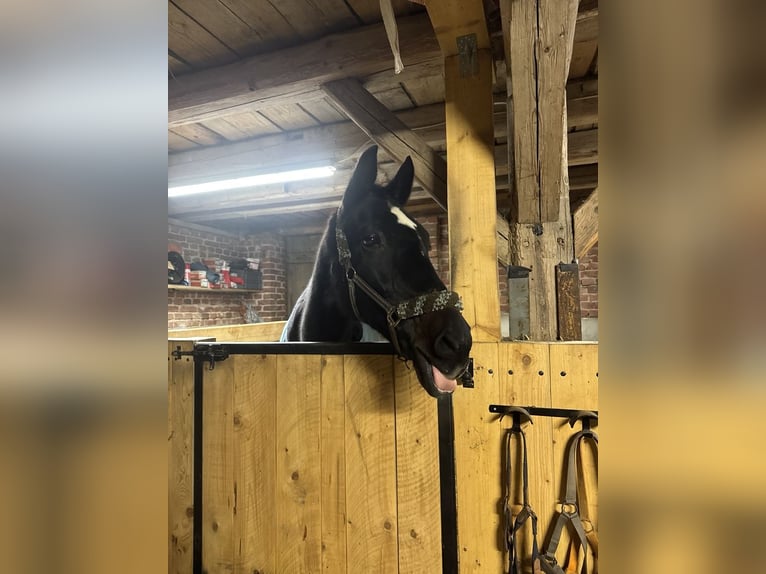 Frison oriental Jument 20 Ans 170 cm Bai brun in Chursdorf