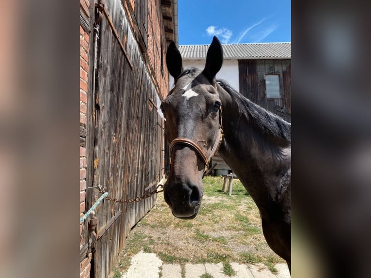 Frison oriental Jument 20 Ans 170 cm Bai brun in Chursdorf